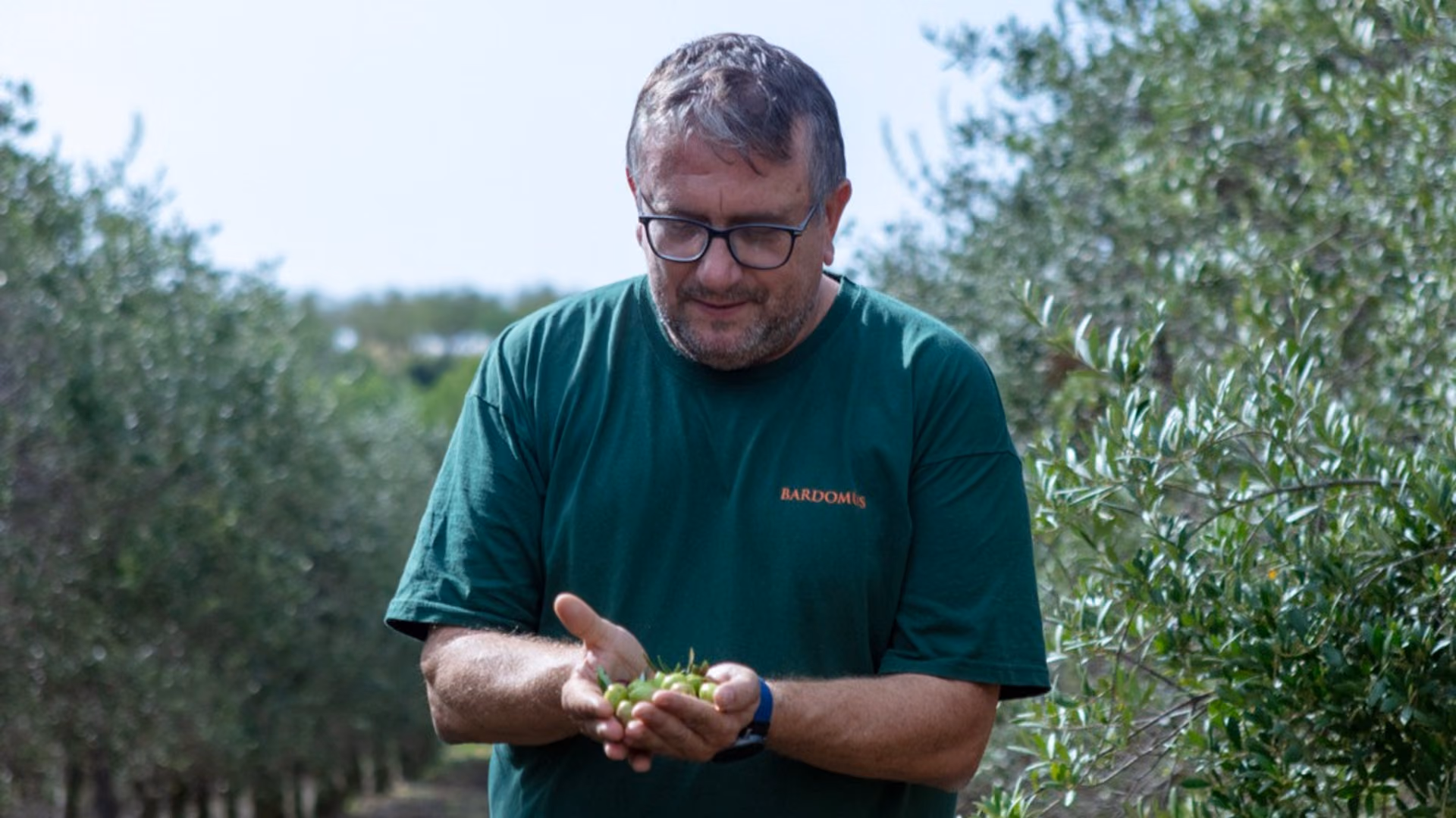 El productor revisando la aceituna recién recogida
